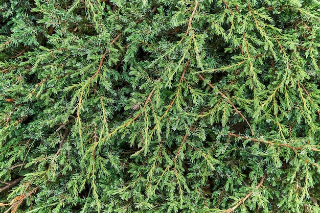 Ramos aromáticos de arbustos verdes de zimbro como plano de fundo Planta perene para decoração de jardim natural