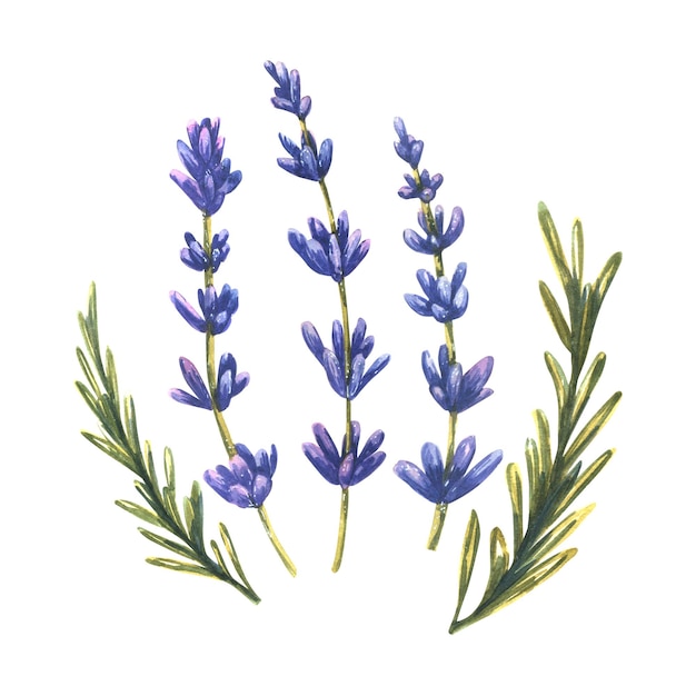 Ramos azuis de flores e folhas de lavanda objetos isolados em aquarela de um grande conjunto de lavender spa para o design e decoração de cartões postais pôsteres padrões lembranças adesivos