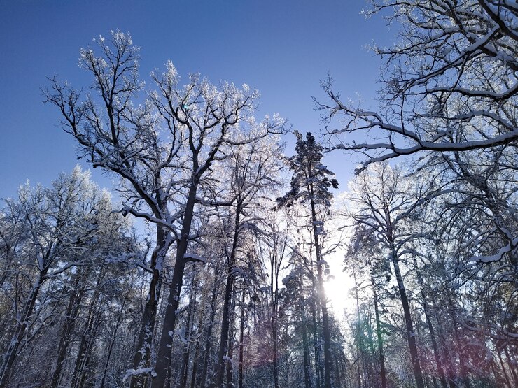 Foto ramos brancos copas de árvores nuas à luz do sol floresta de inverno na neve