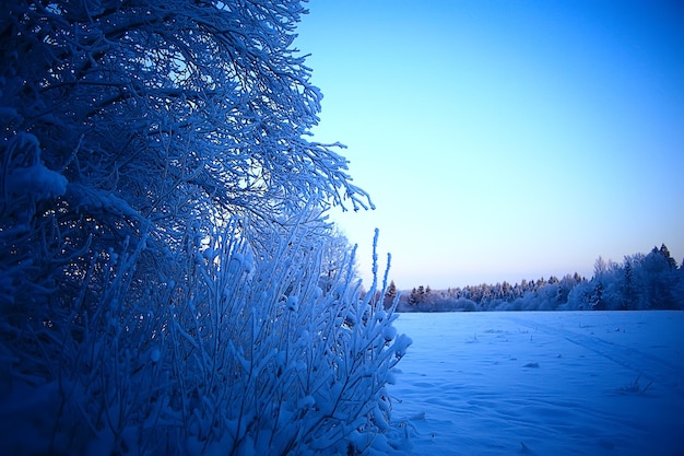 ramos cobertos com fundo de gelo, paisagem abstrata neve inverno natureza geada