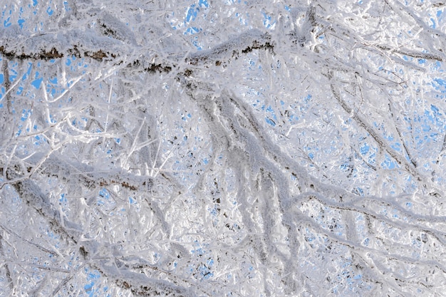 Ramos cobertos de neve contra o céu azul. Floresta Sabaduri. Paisagem de inverno