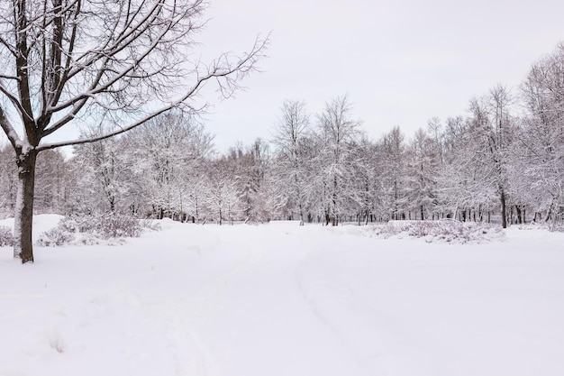 Ramos cobertos de neve de Alexander Park em Pushkin no inverno