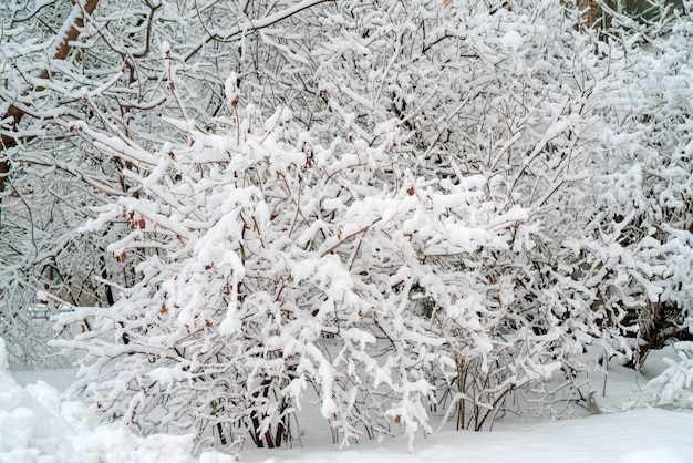 Ramos cobertos de neve no inverno.