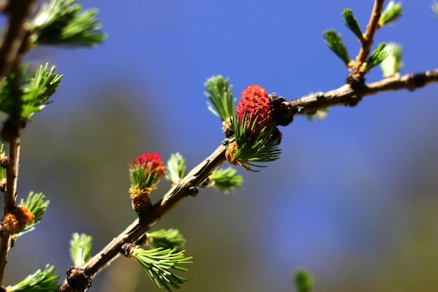 Ramos com agulhas jovens Larício europeu Larix decidua com flor rosa