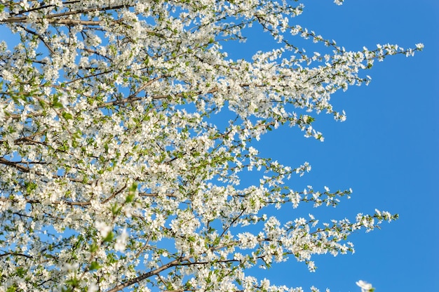 Foto ramos com flor de cerejeira contra o céu azul