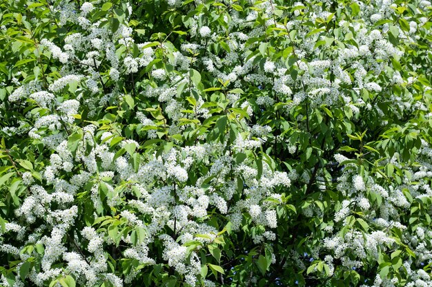 Ramos com flores brancas de cereja de pássaro fecham