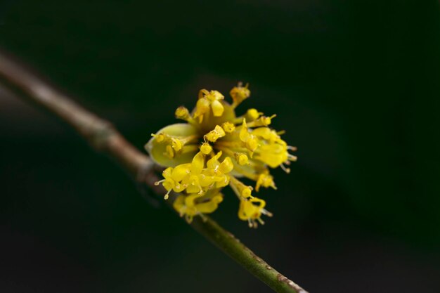 Ramos com flores de Cornus mas europeu Cornus mas no início da primavera Cereja Cornelian Cornus europeu ou Cornus mas flovering Cornus mas flovering Flores da primavera em habitat natural