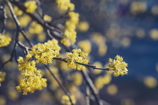 Ramos com flores de milho europeu na primavera Cereja da Cornualha Cornus mas Flores da primavera