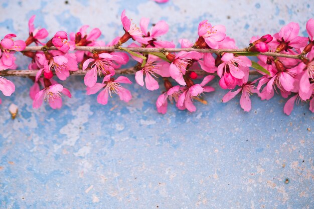 Ramos com flores de primavera, flores cor de rosa sobre fundo azul