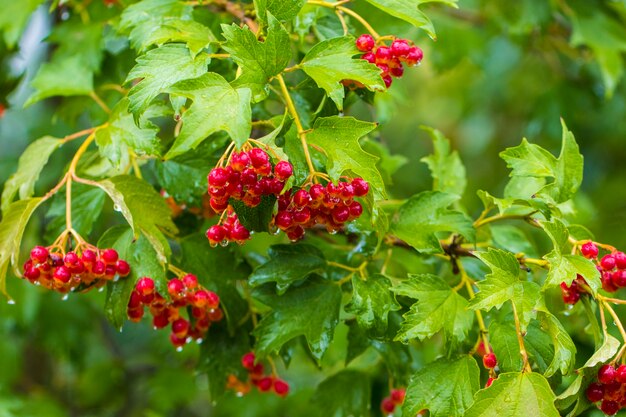 Ramos com grandes aglomerados de viburnum vermelho. Close de viburnum vermelho no jardim.