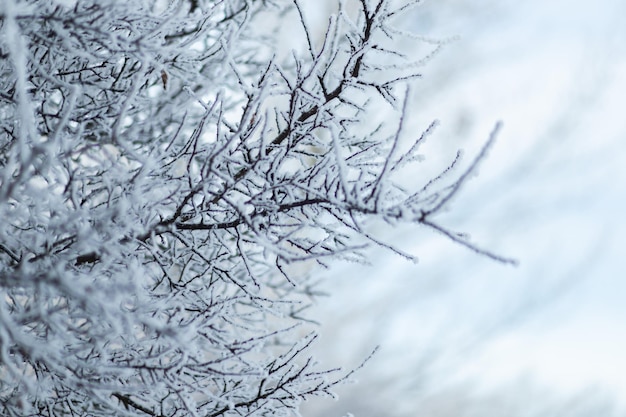 Foto ramos congelados cobertos de neve