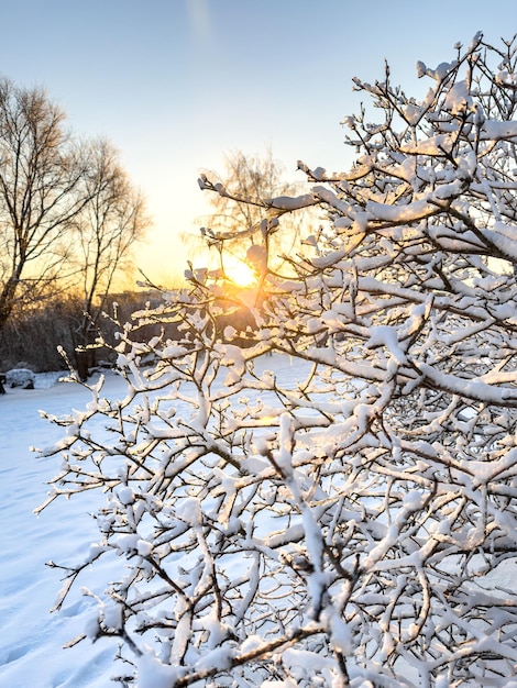 Ramos congelados de plantas e árvores cobertos de neve em Helsinque, Finlândia