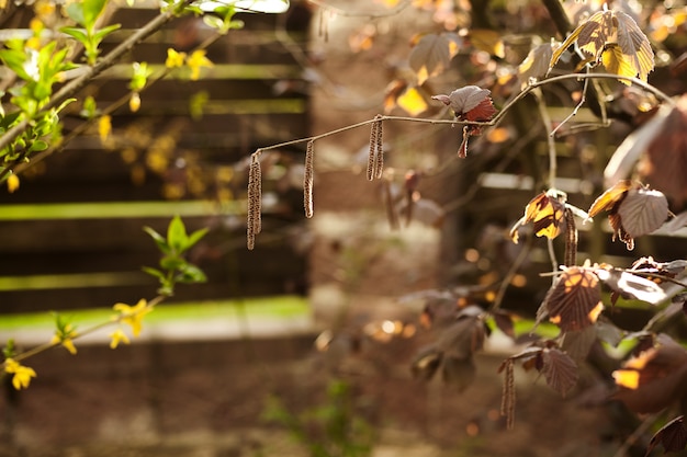 Ramos côr de avelã com folhas e amentilhos na primavera no jardim.