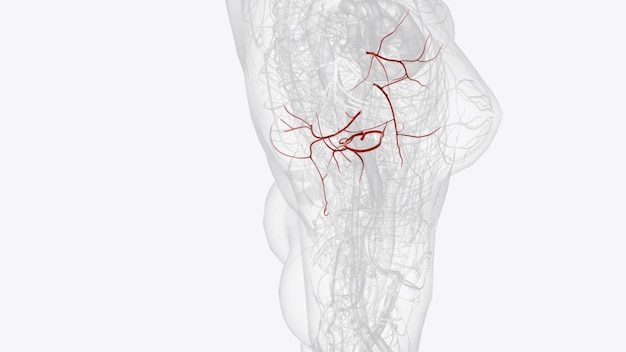 Foto ramos da artéria axilar direita