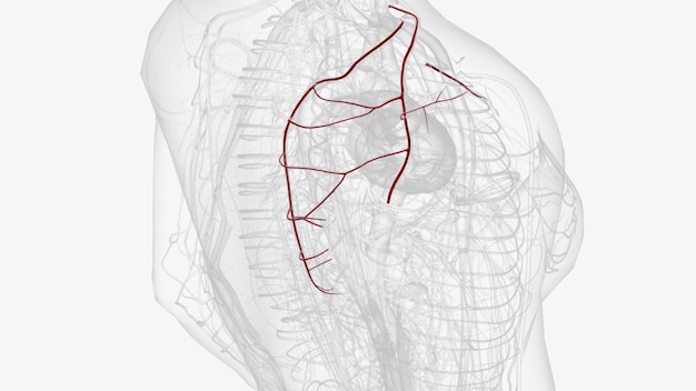 Foto ramos da artéria subclavia direita