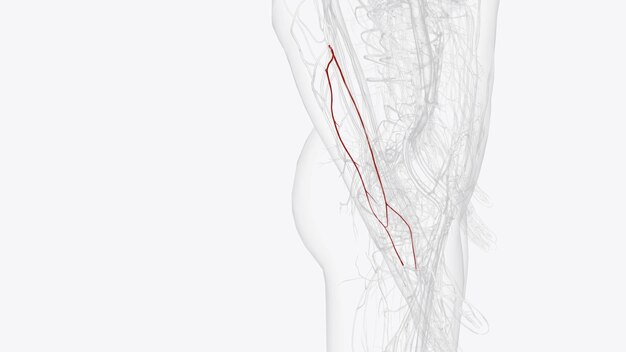 Foto ramos da artéria ulnar direita