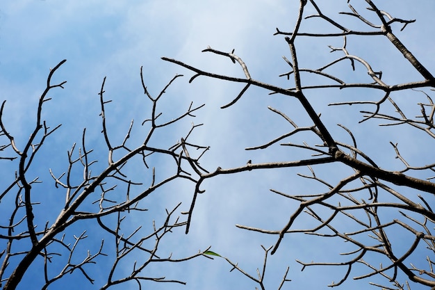 Ramos da árvore de Plumeria no inverno com céu azul