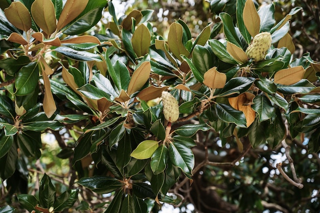 Ramos da árvore magnólia grandiflora com frutas no fundo do céu foco seletivo