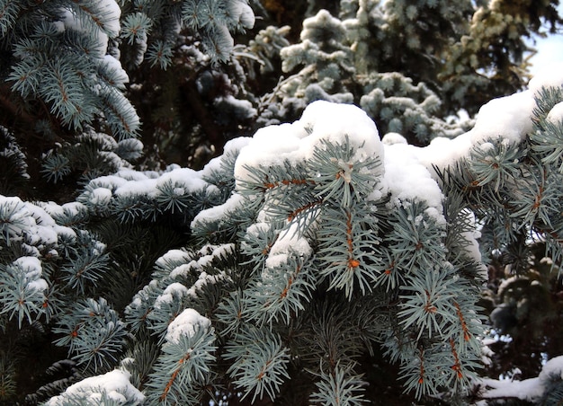 Ramos De Abeto Azul E Agulhas Sob A Tampa De Neve Foto De Stock