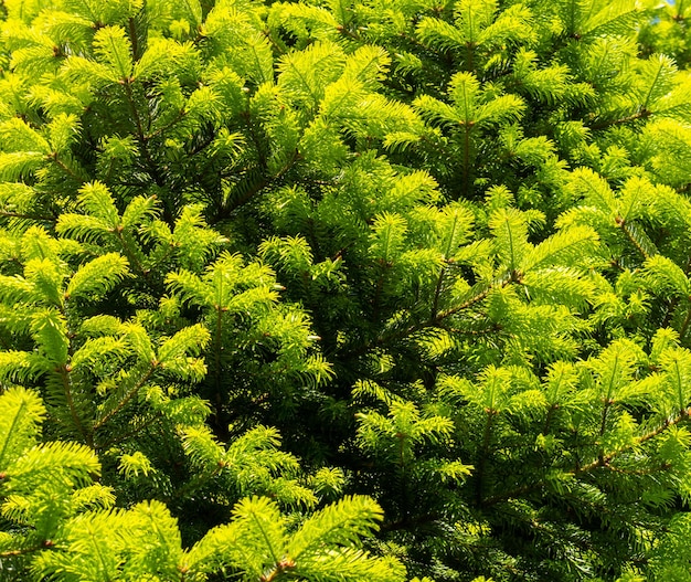 Ramos de abeto azul na luz do sol fundo verde da natureza