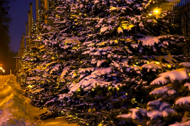 Ramos de abeto cobertos de neve com guirlandas de natal incluídas decorativas à noite