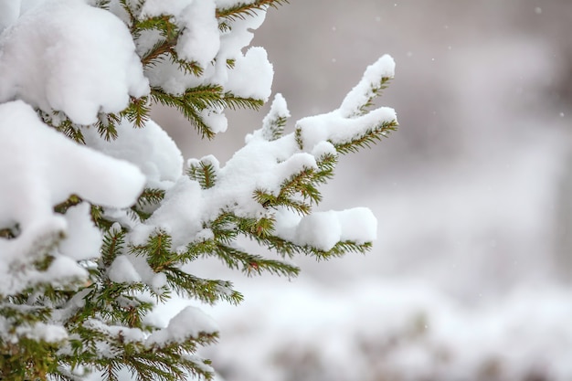 Ramos de abeto cobertos de neve fresca, flocos de neve caindo