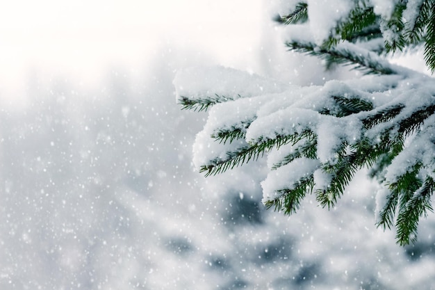 Ramos de abeto cobertos de neve na floresta em um fundo desfocado durante a queda de neve