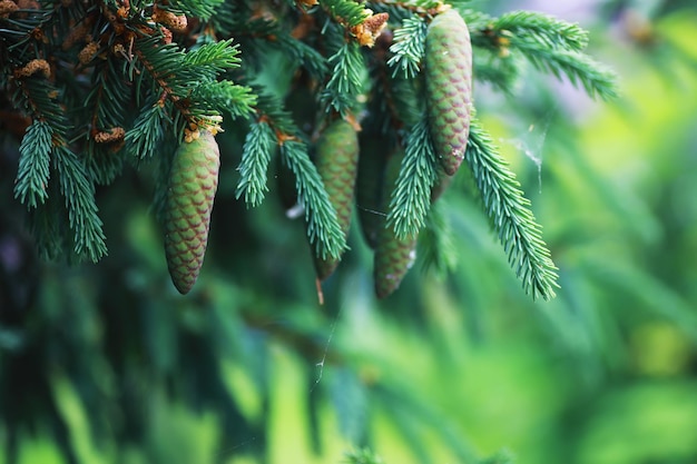 Ramos de abeto com cones pinheiros na floresta brilho do sol