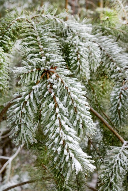 Ramos de abeto da floresta de inverno cobertos de neve