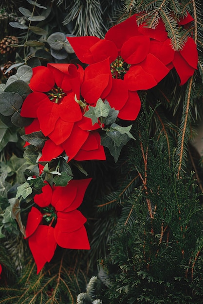 Ramos de abeto de natal elegantes com enfeites e poinsétia fecham no exterior do edifício Decoração de natal moderna na flor de estrela de natal de rua da cidade Férias de inverno na europa feliz natal