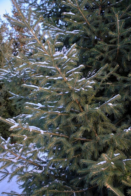 Ramos de abeto estão cobertos de neve, o inverno está na floresta