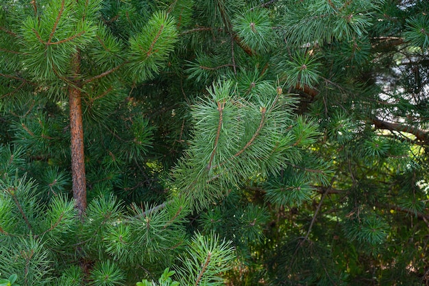 Ramos de abeto na floresta Lindo ramo de abeto com agulhas Árvore de Natal na natureza Abeto verde Abeto fechado