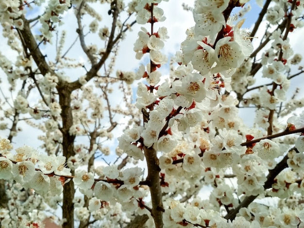 Ramos de abricó em flor com pomar de abricó em flor de foco suave na primavera