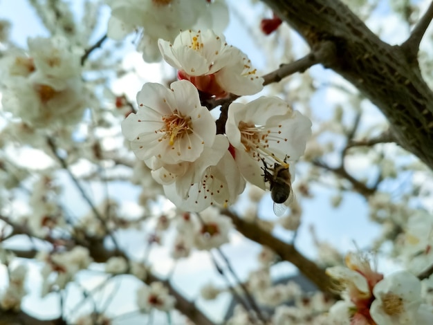 Ramos de abricó em flor com pomar de abricó em flor de foco suave na primavera