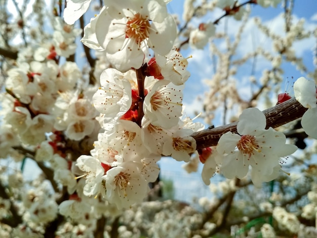 Ramos de abricó em flor com pomar de abricó em flor de foco suave na primavera