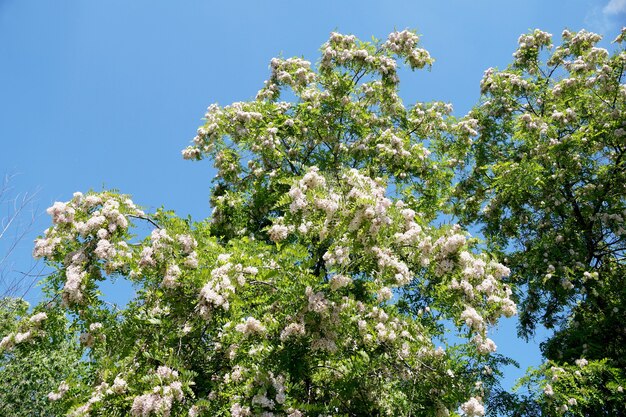 Ramos de acácia em flor densa em condições urbanas