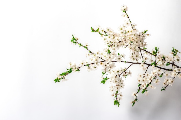 Ramos de ameixa cereja florescendo isolados no cartão festivo de fundo branco