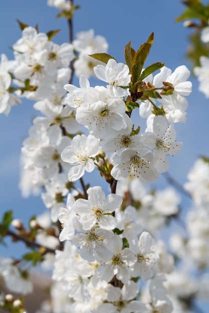 Ramos de ameixeira florescendo em um pomar de primavera