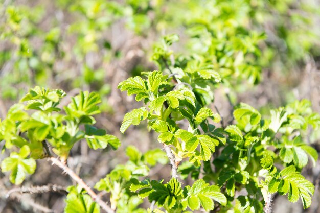 Ramos de arbusto verde com fundo natural de folhagem de folhas de primavera, arbusto.