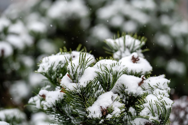 Ramos de árvore de abeto cobertos de neve ao ar livre Detalhes da natureza do inverno