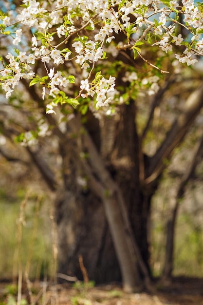 Foto ramos de árvore de cereja sakura em floração de primavera com flores brancas em fundo desfocado