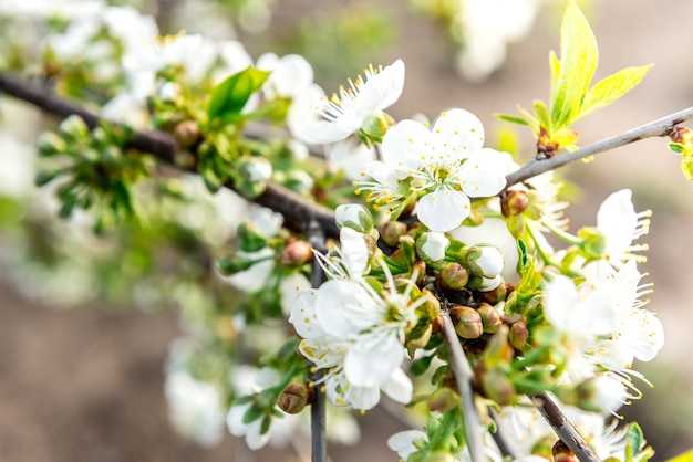 Ramos de árvore florescendo de primavera. Cerejeira com flores brancas. Fundo desfocado