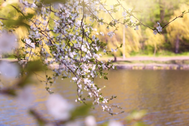 Ramos de árvore florescendo perto do rio na primavera