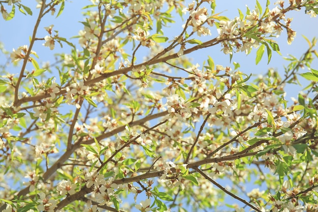 Ramos de árvore frutífera em flor em dia ensolarado
