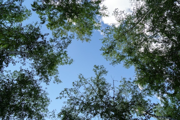 Ramos de árvore no fundo do céu azul com espaço de cópia para simulação de teste Fundo natural olhar para cima