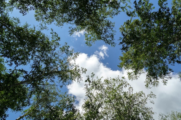 Ramos de árvore no fundo do céu azul com espaço de cópia para simulação de teste Fundo natural olhar para cima