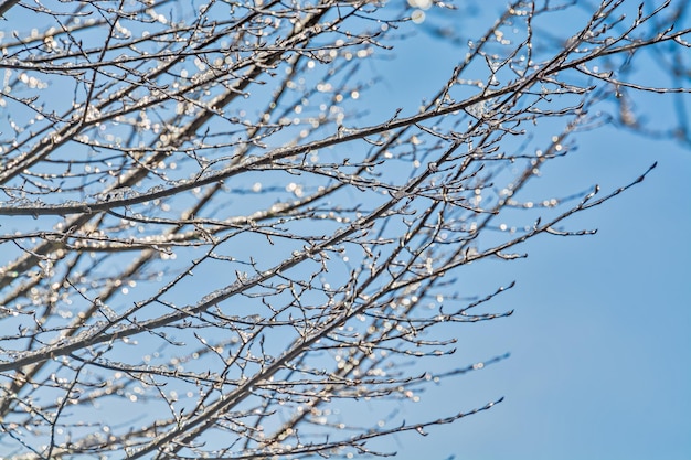 Ramos de árvore vitrificados de gelo na luz do sol no fundo do céu azul