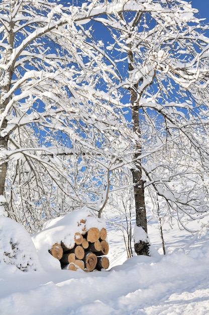 Ramos de árvores cobertas de neve