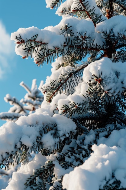 Ramos de árvores cobertas de neve