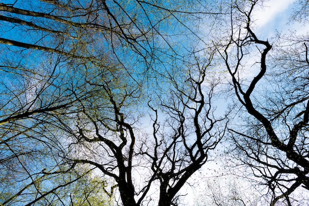 Ramos de árvores de folha caduca na floresta de primavera contra vista para cima do céu, copas das árvores